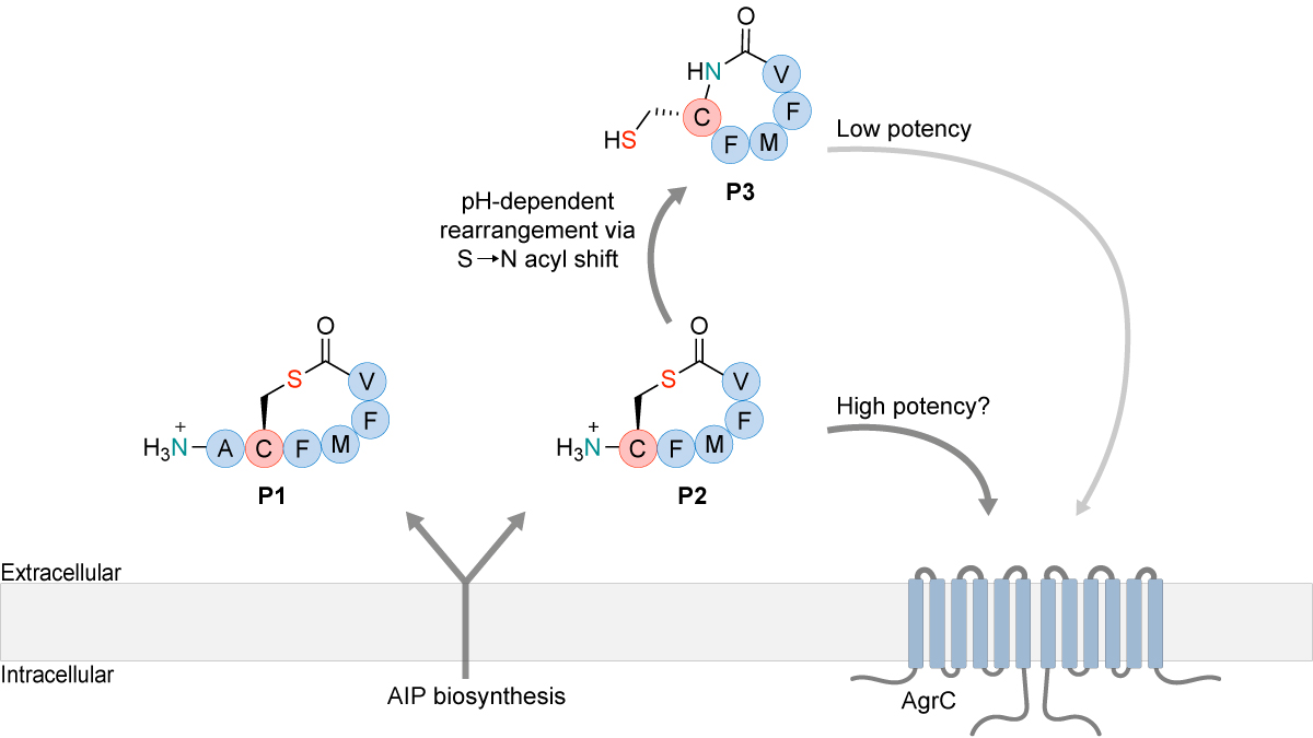 Listeria AIP Olsen Lab UCPH 2024