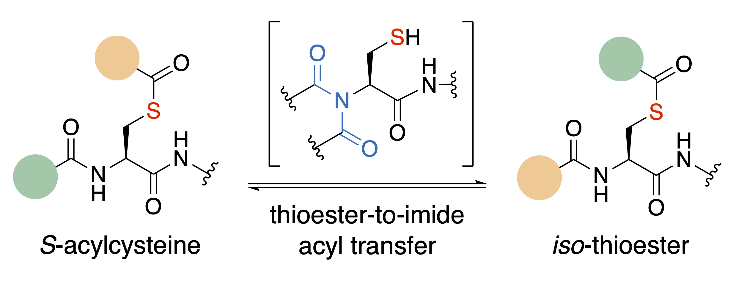 JACS Au, Transamidation, Olsen Lab, UCPH, 2025