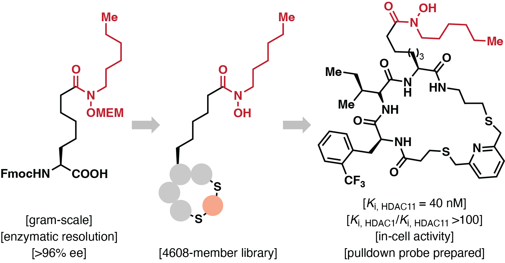 Olsen Lab, HDAC11, JACS Au, 2025, UCPH