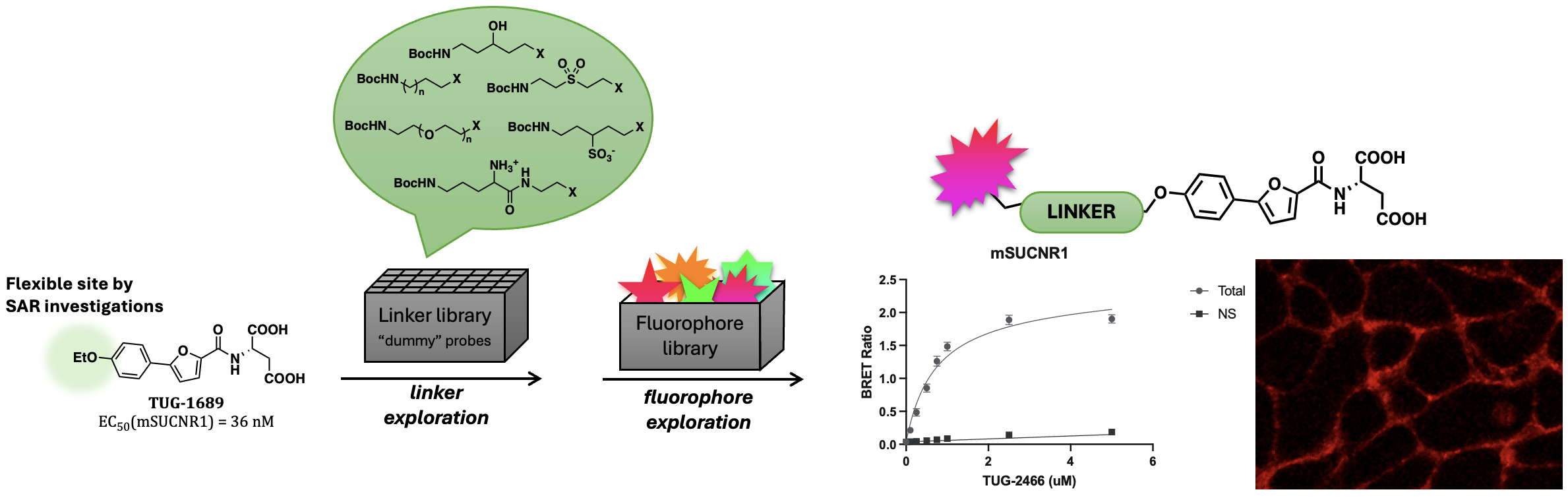 Graphic representation of fluorescent tracers development method.