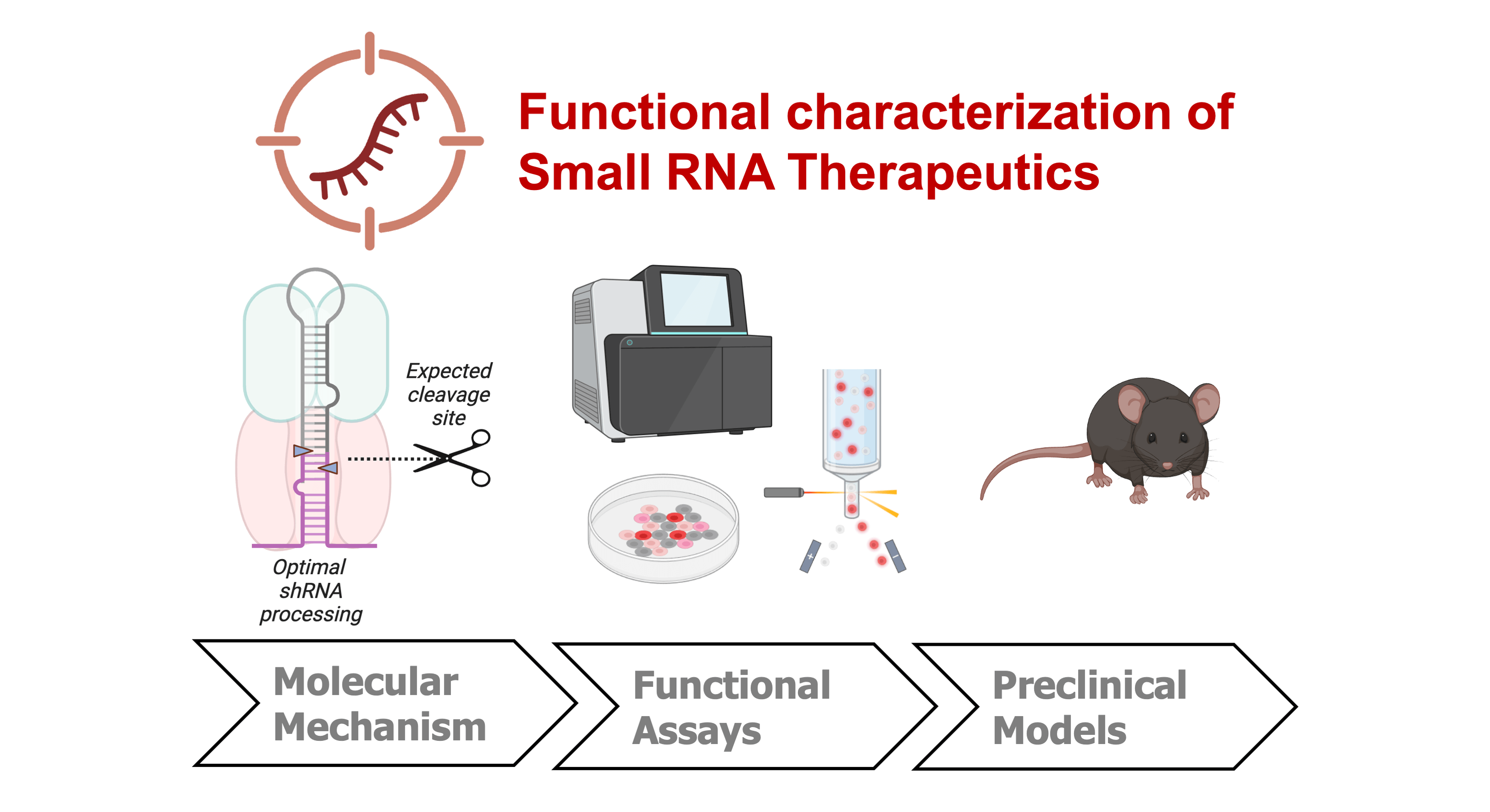Scheme of the functional characterization of small RNA therapeutics