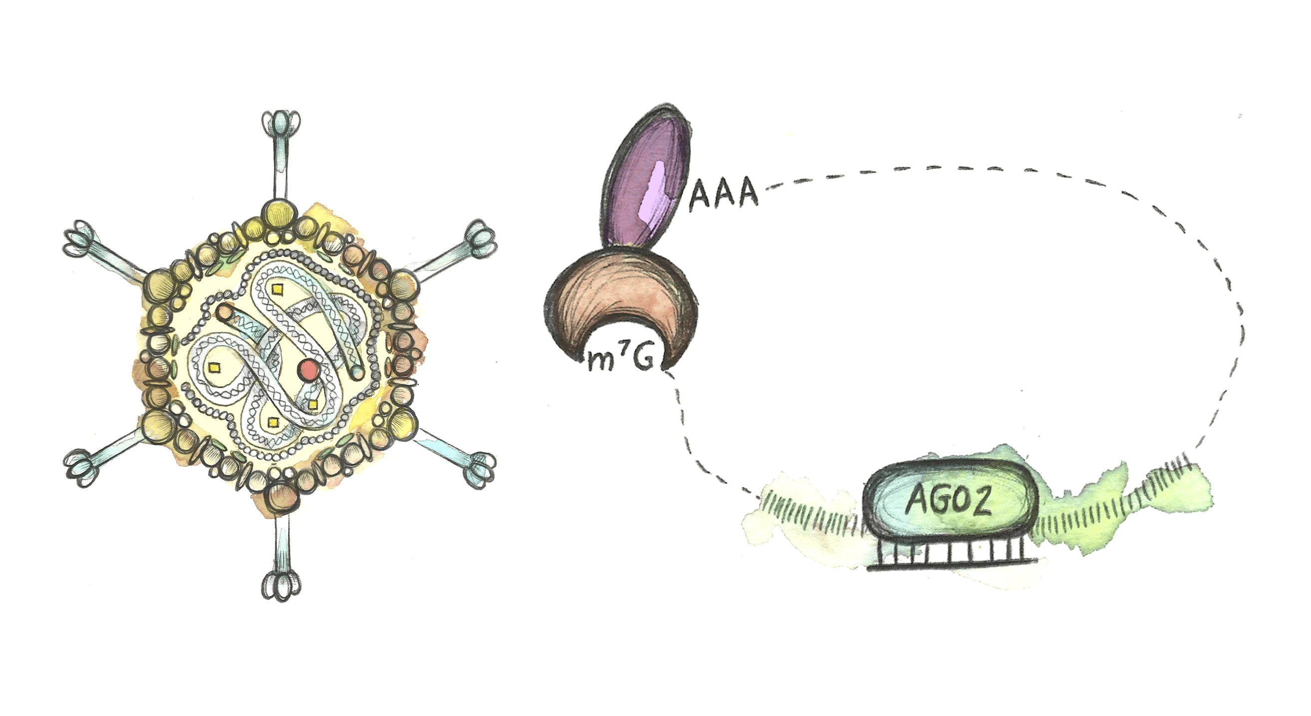 Drawing of an adenoviral vector